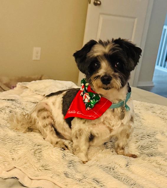 Enlarge Nico, a Adoptable mixed breed in League City, TX image 2/6