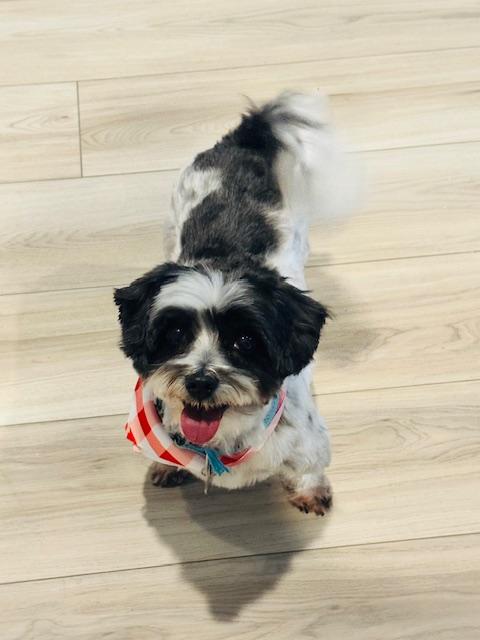Nico, Adoptable, Adult Male Shih Tzu & Maltese.