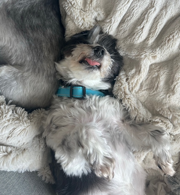 Enlarge Nico, a Adoptable mixed breed in League City, TX image 4/6