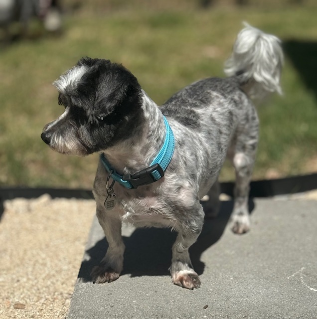 Enlarge Nico, a Adoptable mixed breed in League City, TX image 5/6