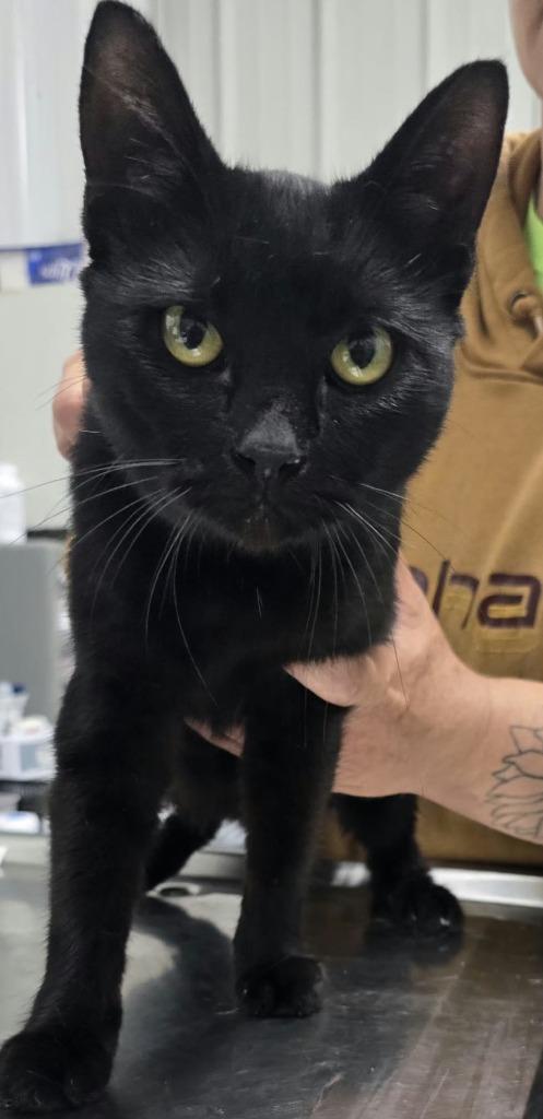 Enlarge Salem, a Adoptable American Bobtail in Hillsdale, IN image 1/1