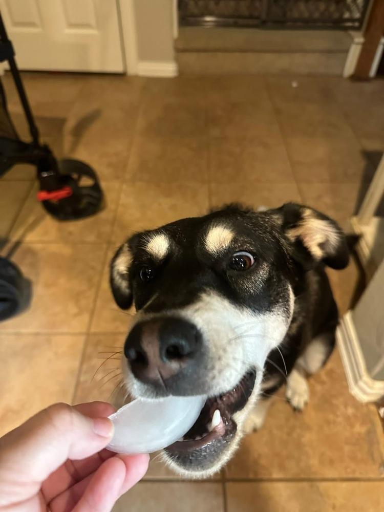 25-078 Bella, Adoptable, Young Female Husky & Shepherd.