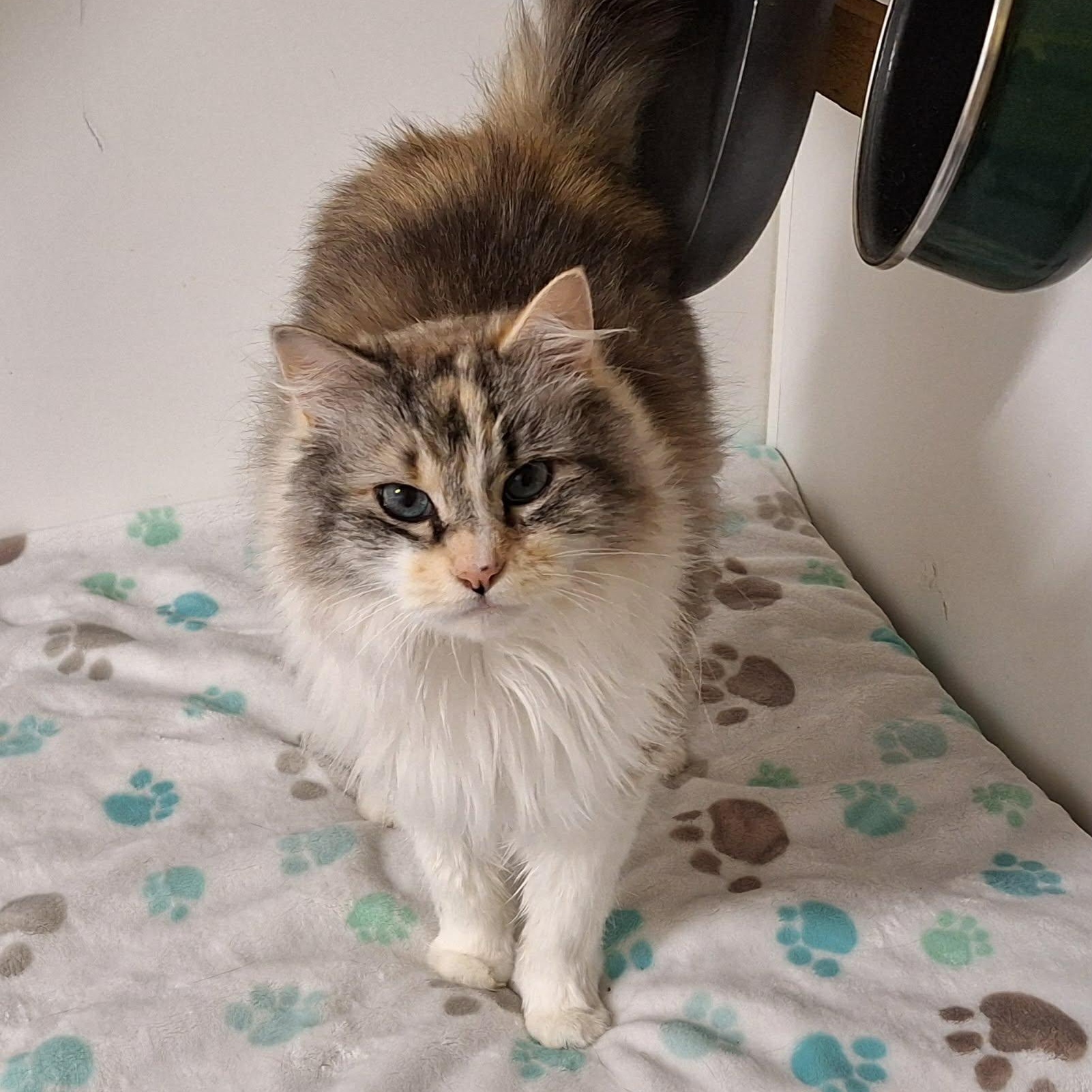 Bella, Adoptable, Adult Female Domestic Long Hair.