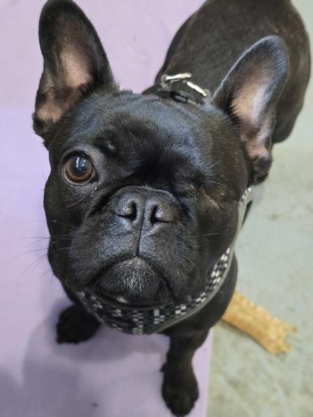 Enlarge Lucy, a Adoptable mixed breed in Powell River, BC image 1/6