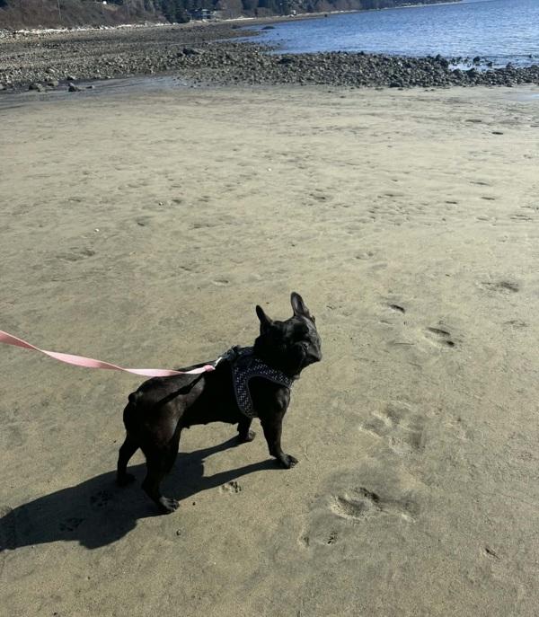 Enlarge Lucy, a Adoptable mixed breed in Powell River, BC image 2/6