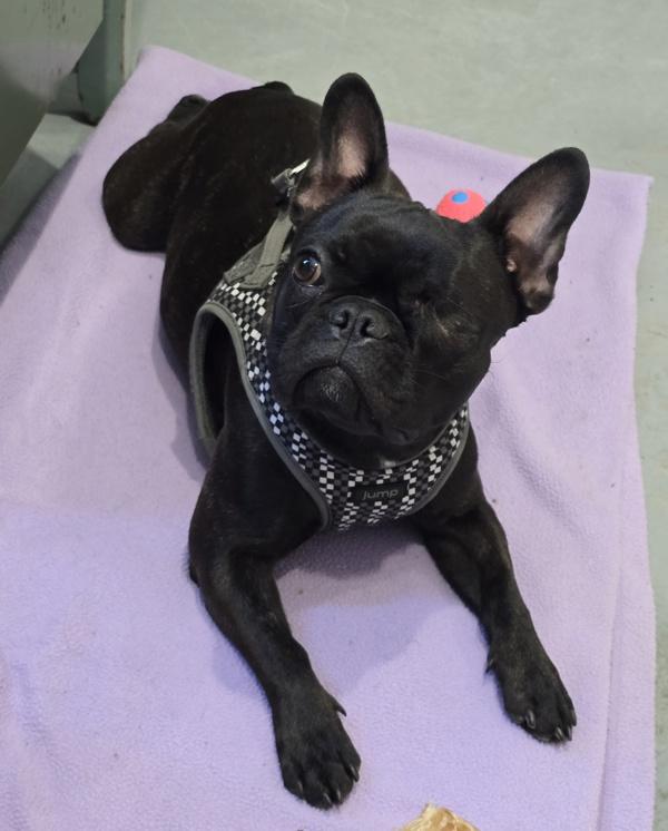 Enlarge Lucy, a Adoptable mixed breed in Powell River, BC image 3/6