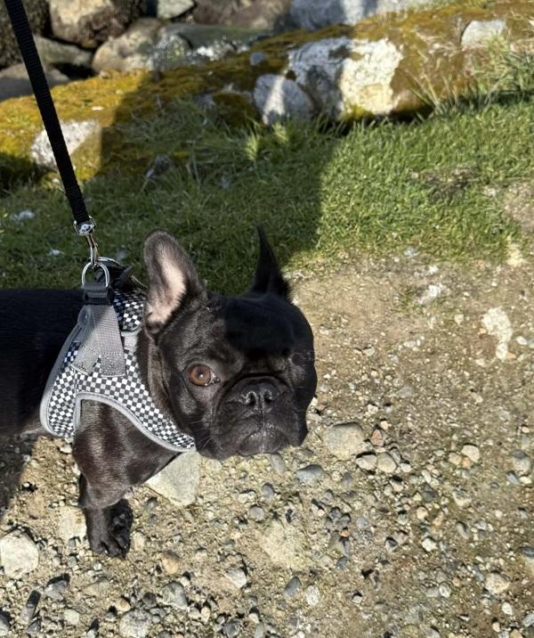 Enlarge Lucy, a Adoptable mixed breed in Powell River, BC image 4/6