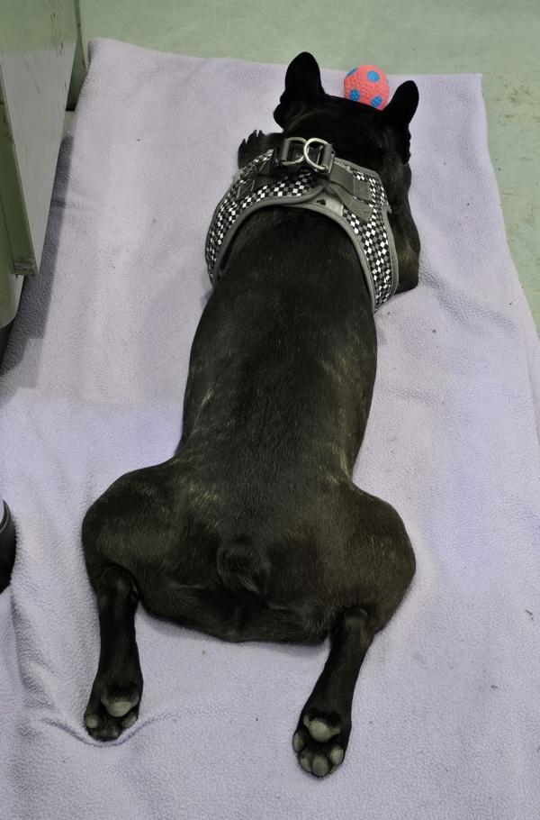 Enlarge Lucy, a Adoptable mixed breed in Powell River, BC image 5/6