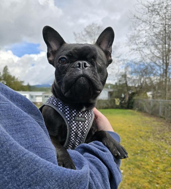 Enlarge Lucy, a Adoptable mixed breed in Powell River, BC image 6/6