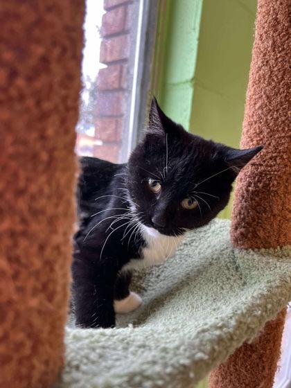 Toe Biter, Adoptable, Kitten Male Domestic Short Hair & Domestic Short Hair.