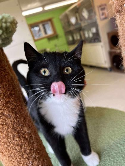 Enlarge Toe Biter, a Adoptable mixed breed in Scottsbluff, NE image 3/3