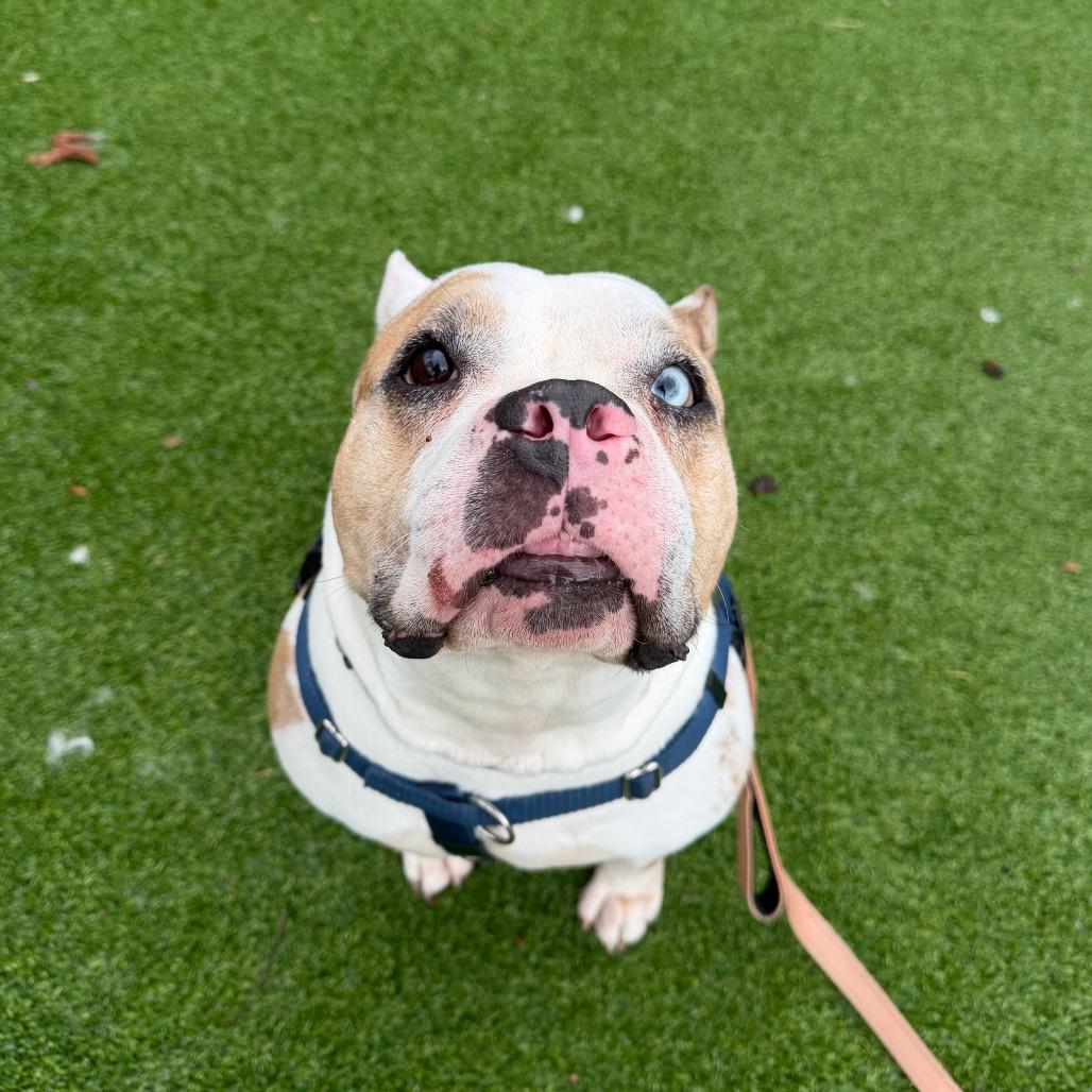 Enlarge Nantucket, a Adoptable mixed breed in Warwick, RI image 2/3