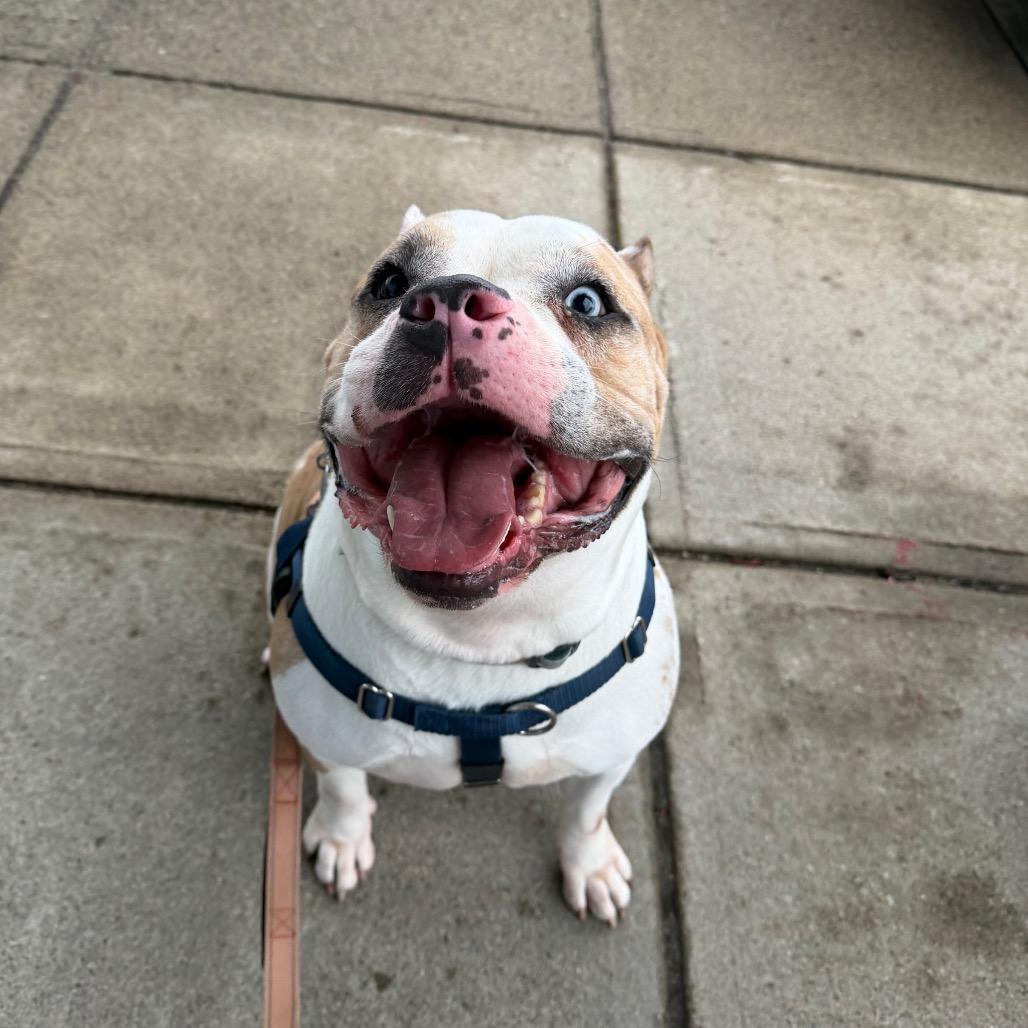 Enlarge Nantucket, a Adoptable mixed breed in Warwick, RI image 3/3