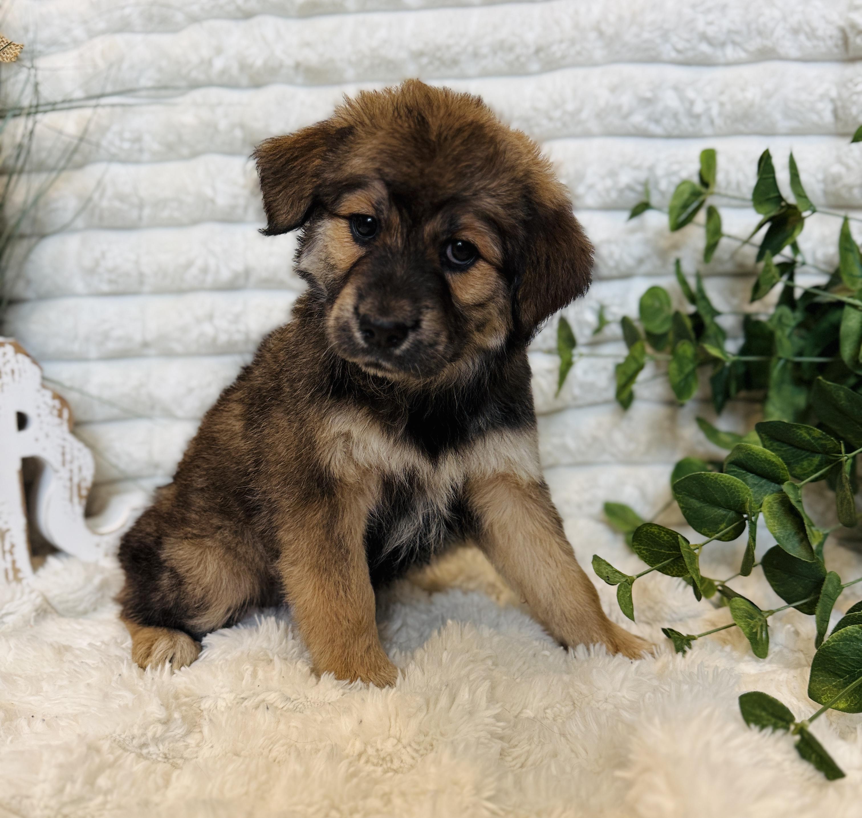 Fawn, a ADOPTABLE mixed breed in Hustisford , WI image 2/5