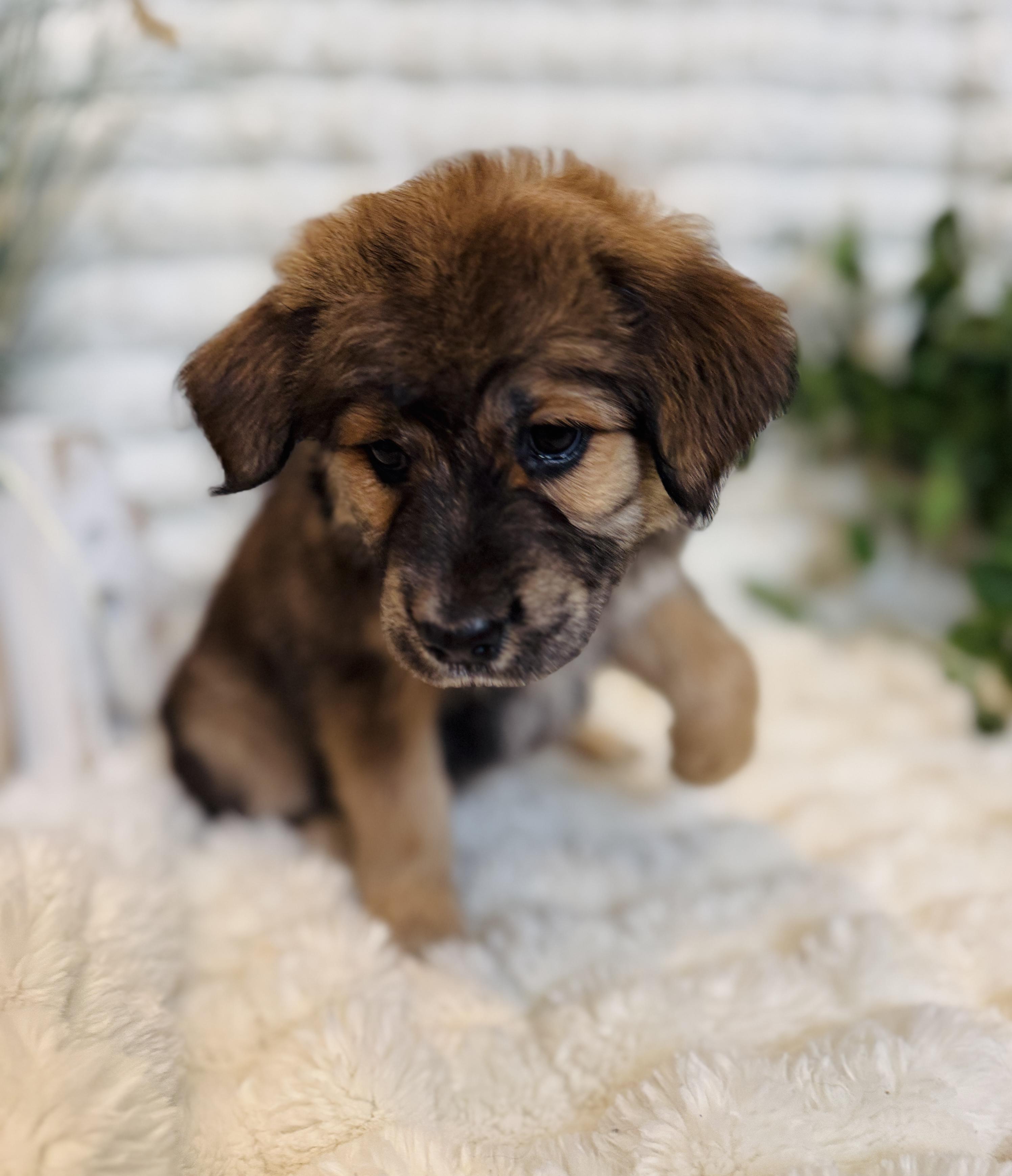 Fawn, a ADOPTABLE mixed breed in Hustisford , WI image 4/5