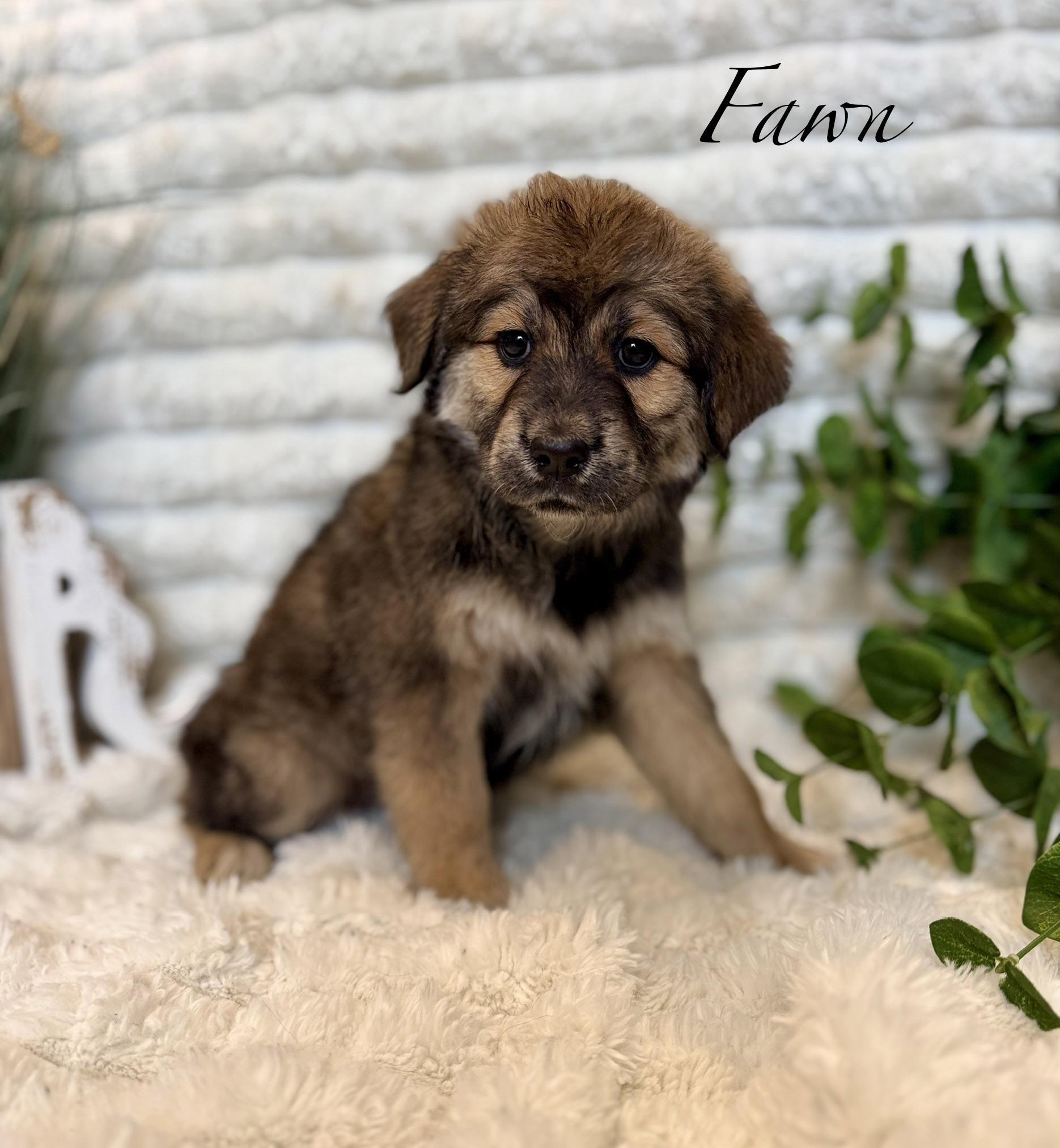 Fawn, a ADOPTABLE mixed breed in Hustisford , WI image 3/5