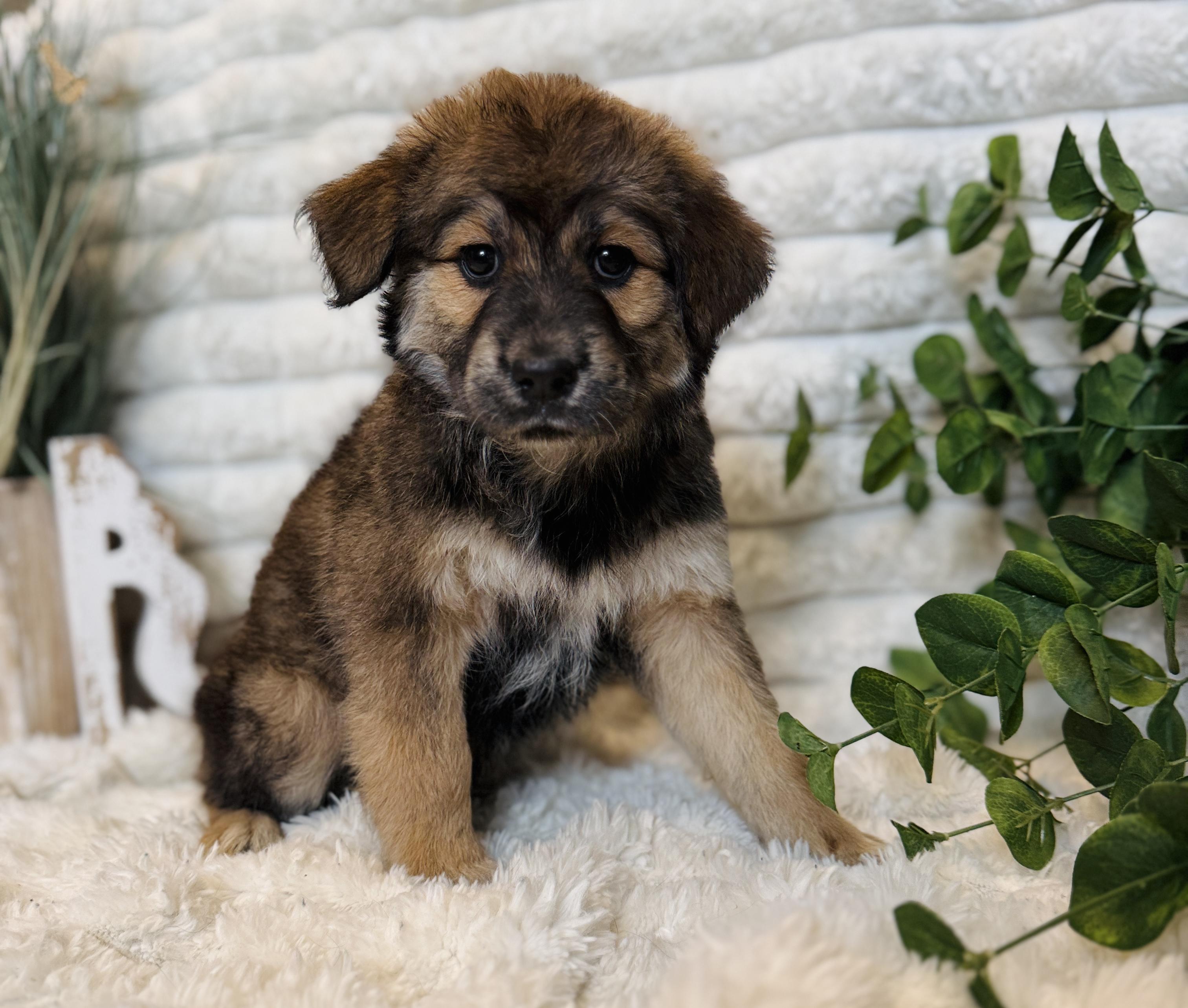 Fawn, a ADOPTABLE mixed breed in Hustisford , WI image 1/5