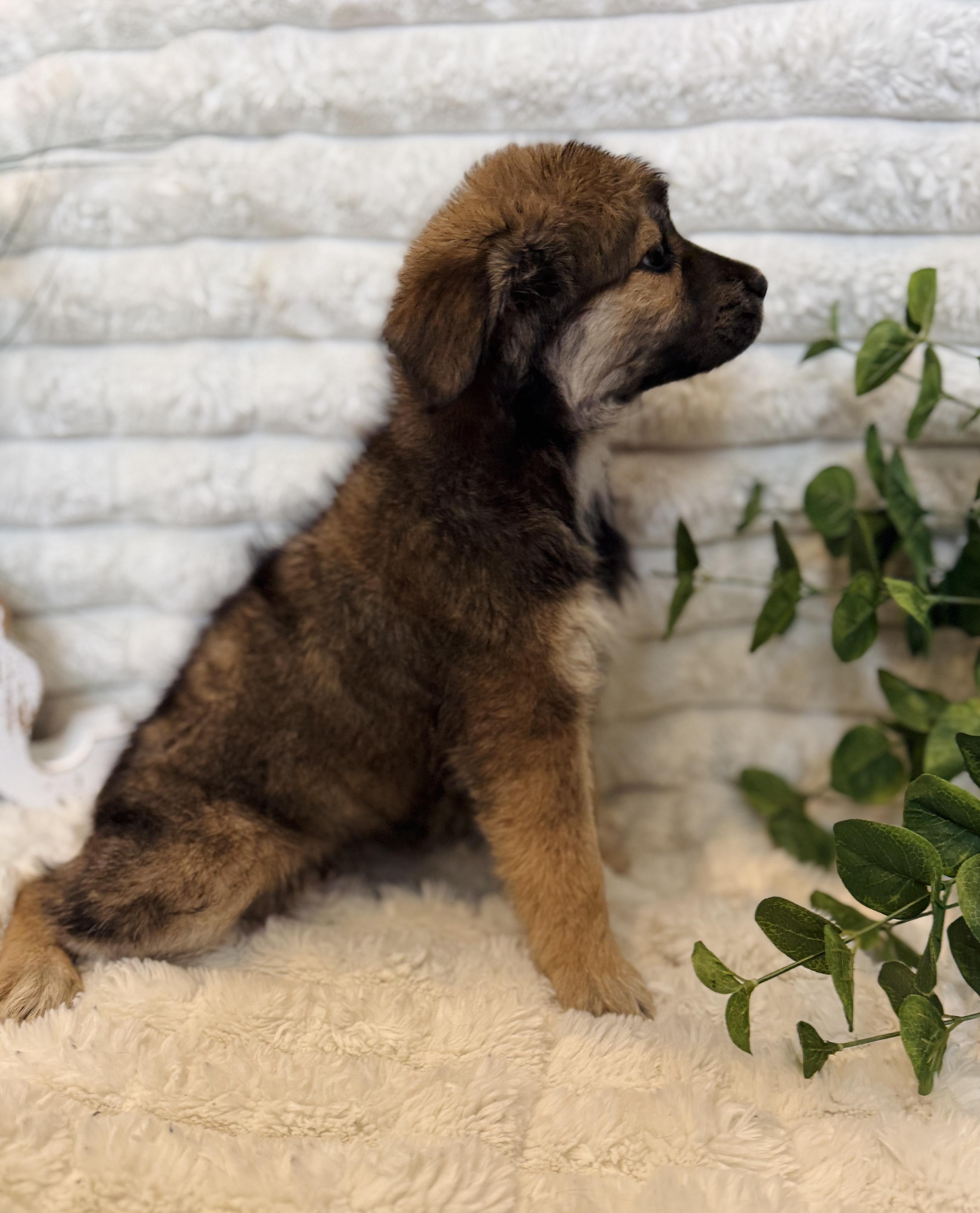 Fawn, a ADOPTABLE mixed breed in Hustisford , WI image 5/5