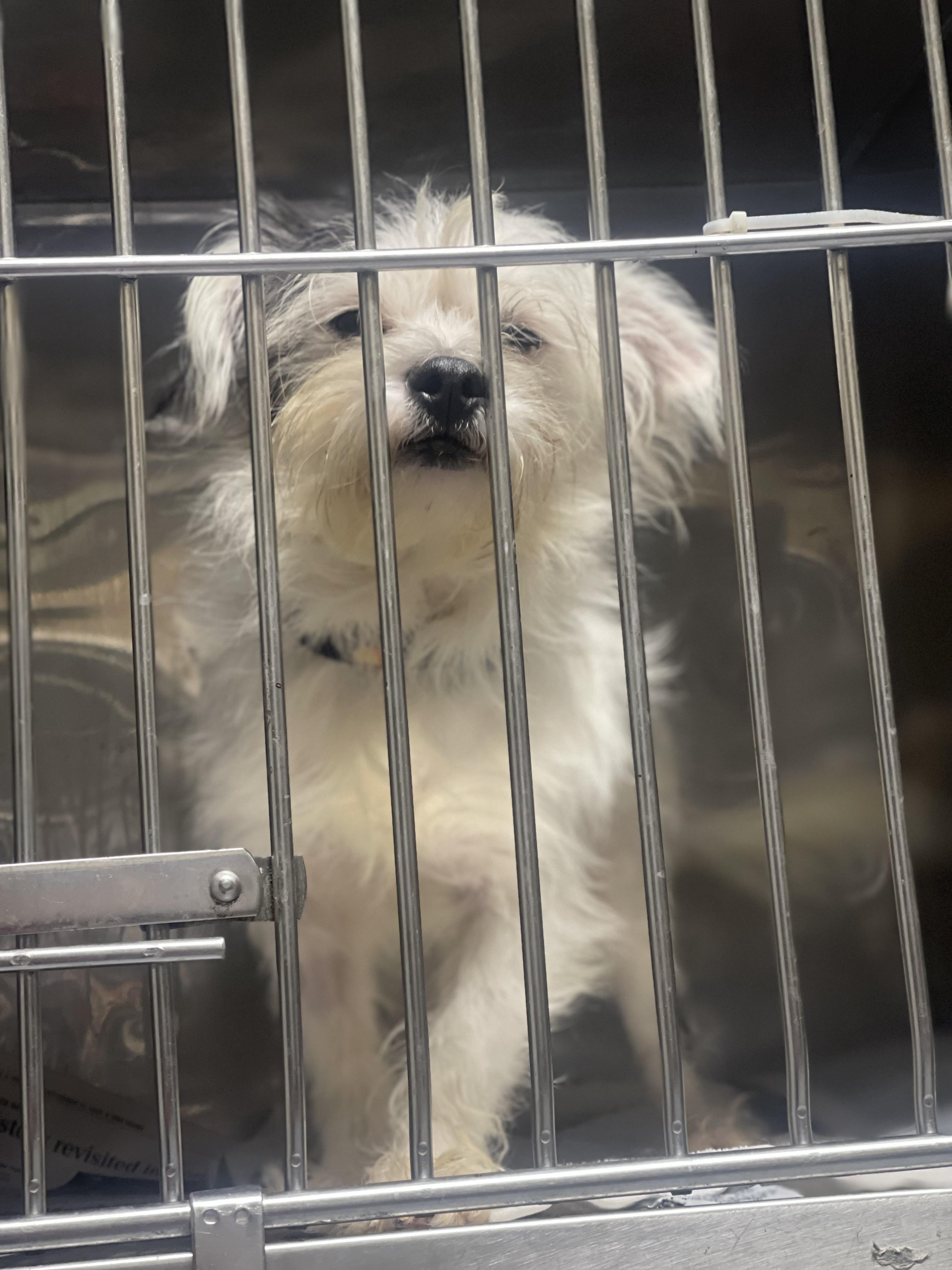 Enlarge Rico, a Adoptable Brussels Griffon in Northlake, IL image 3/3