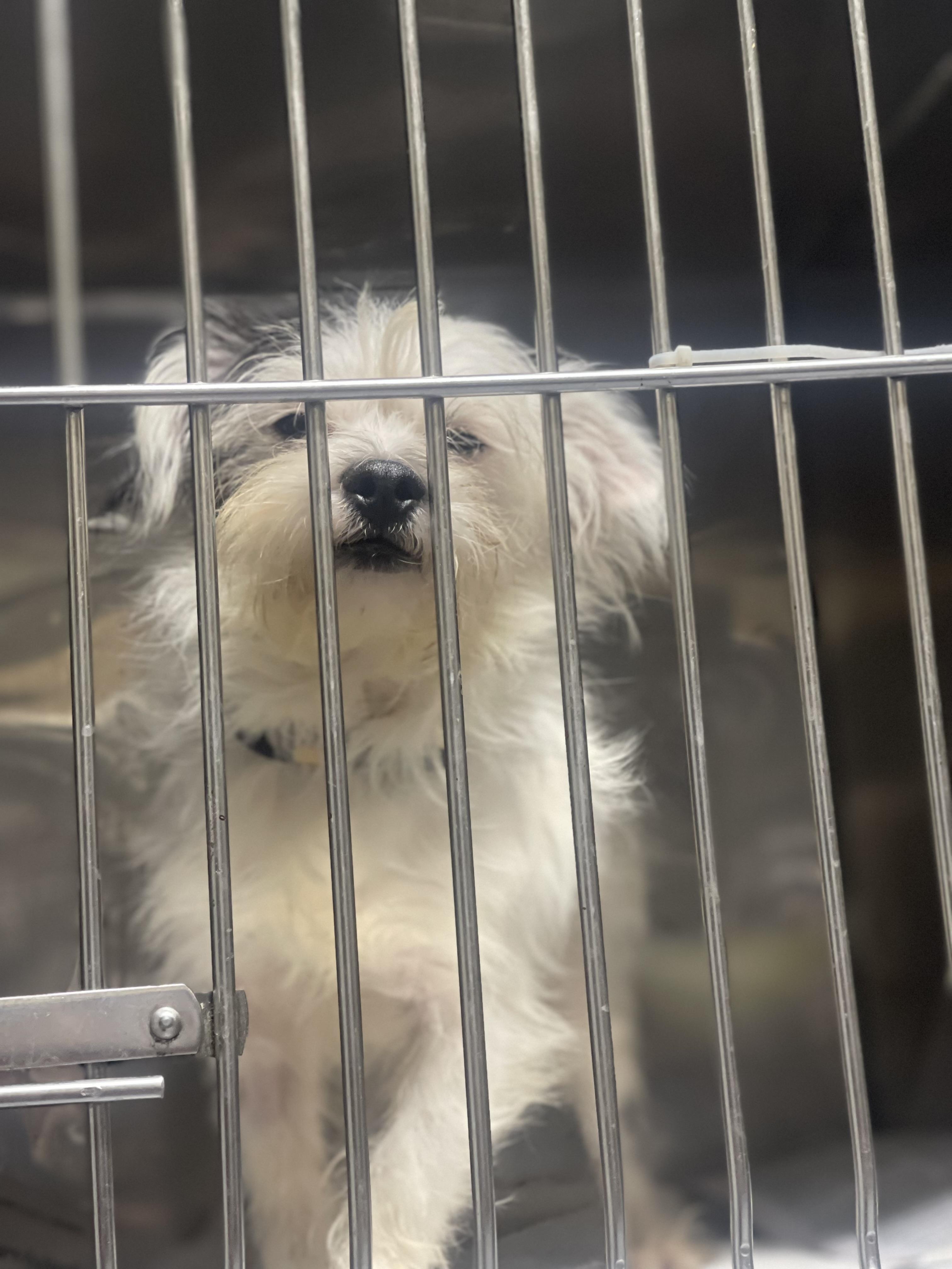 Enlarge Rico, a Adoptable Brussels Griffon in Northlake, IL image 1/3