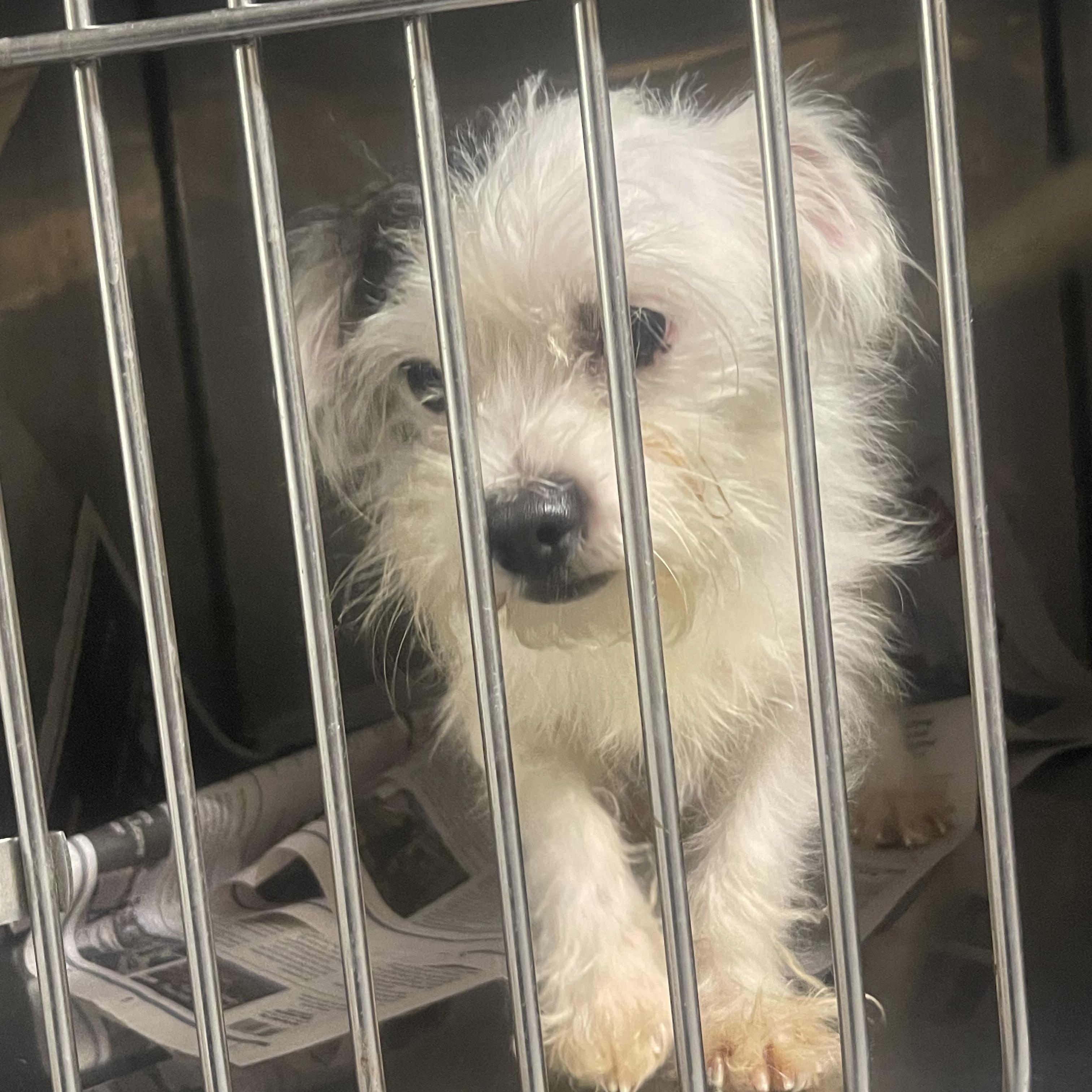 Enlarge Rico, a Adoptable Brussels Griffon in Northlake, IL image 2/3