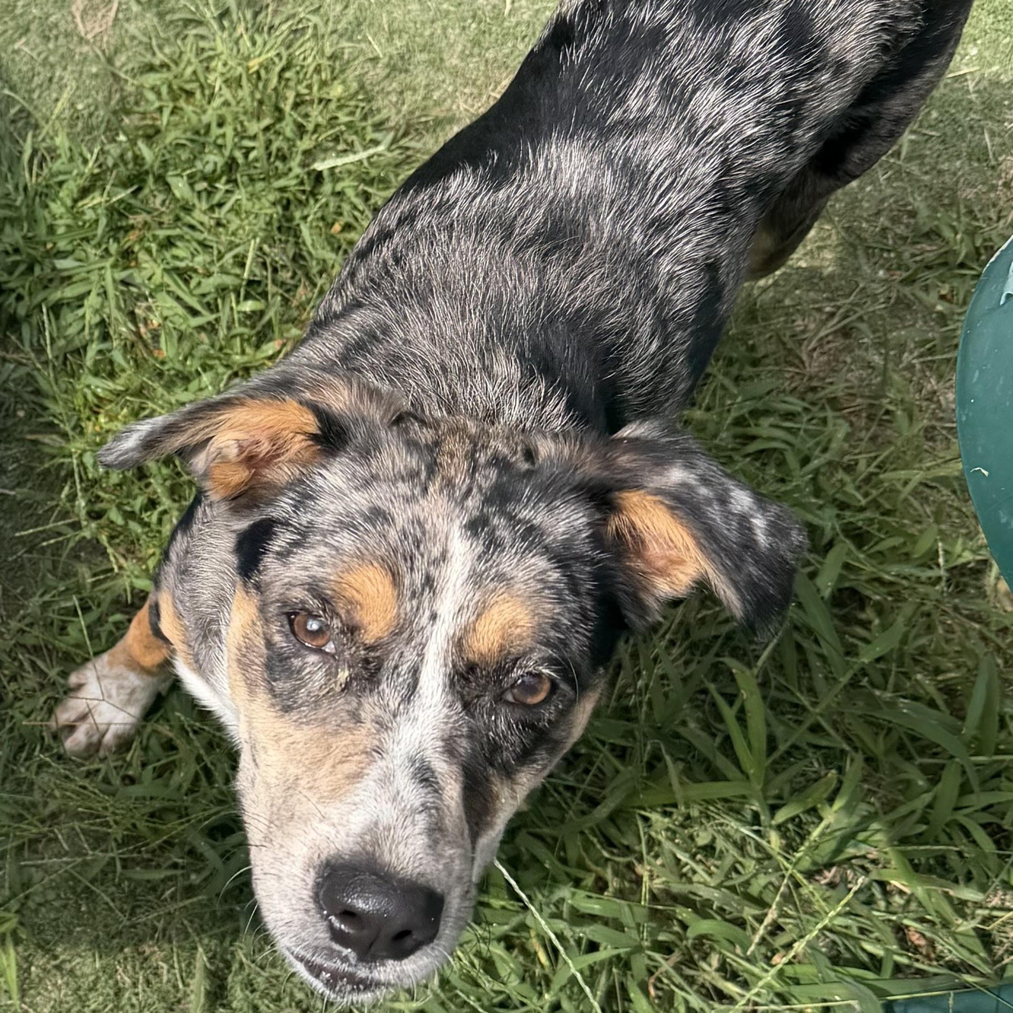 Rory, Adoptable, Puppy Female Mixed Breed.