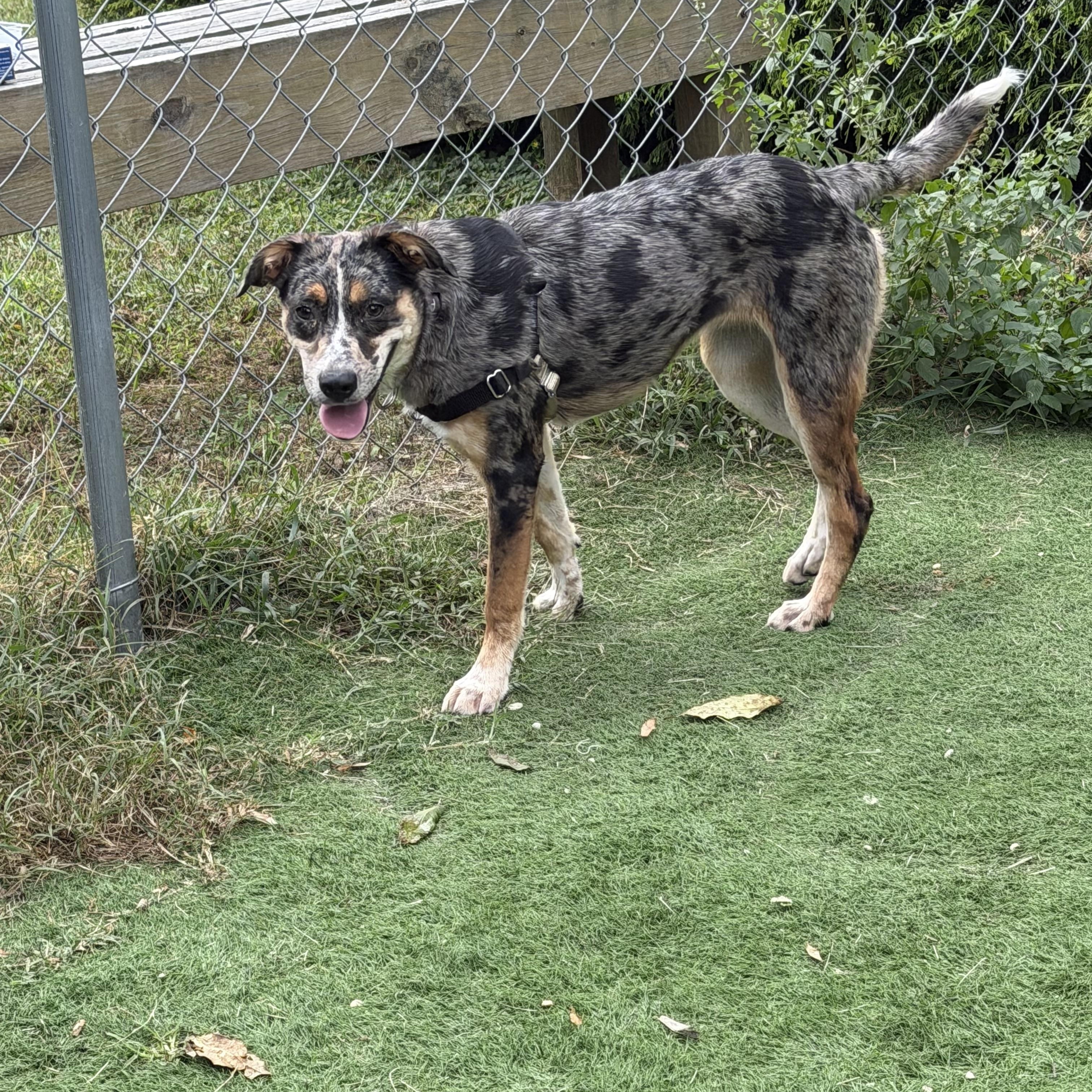 Enlarge Rory, a Adoptable Mixed Breed in Ocean View, NJ image 3/3
