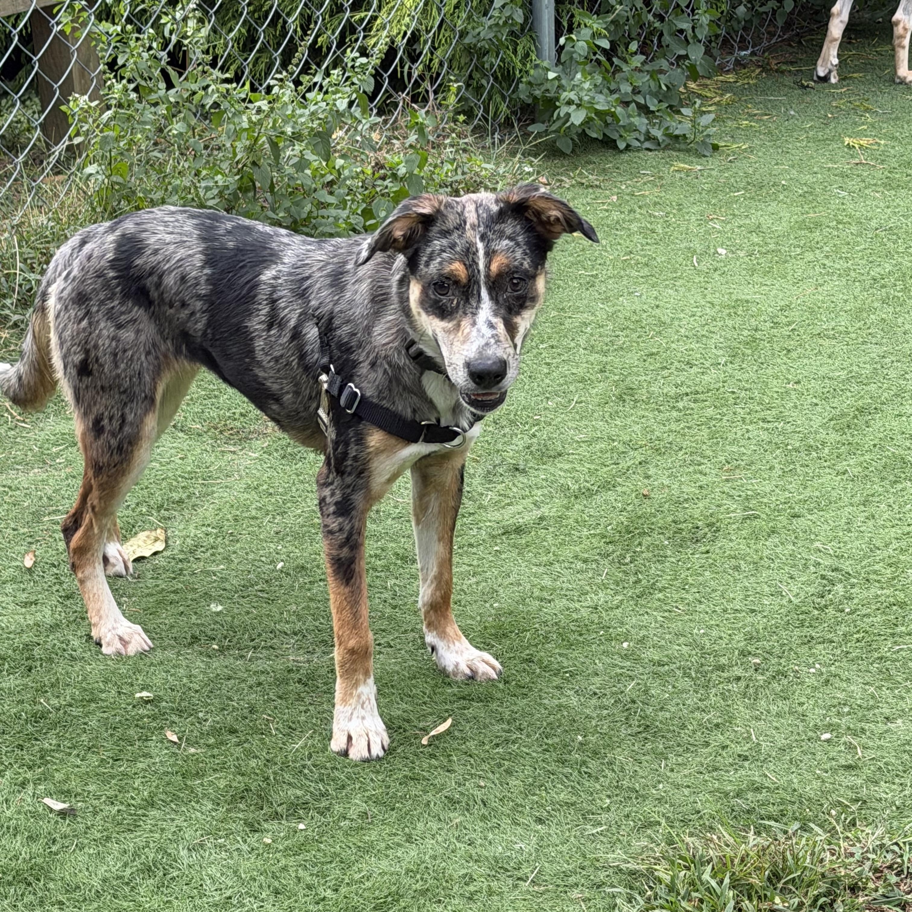 Enlarge Rory, a Adoptable Mixed Breed in Ocean View, NJ image 2/3