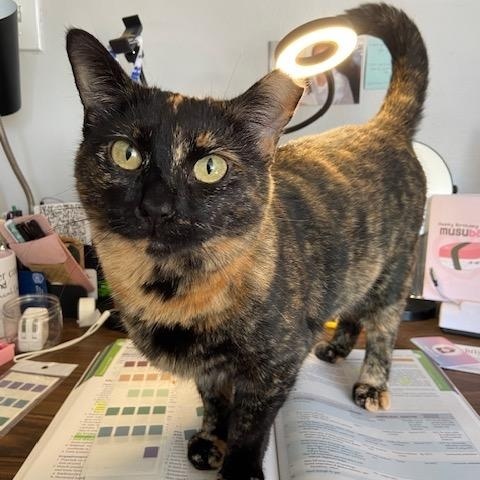 Enlarge Cami, a ADOPTABLE Tortoiseshell in La Grange Park, IL image 1/3
