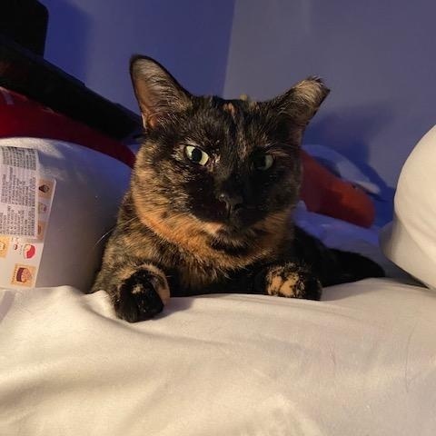 Enlarge Cami, a ADOPTABLE Tortoiseshell in La Grange Park, IL image 3/3