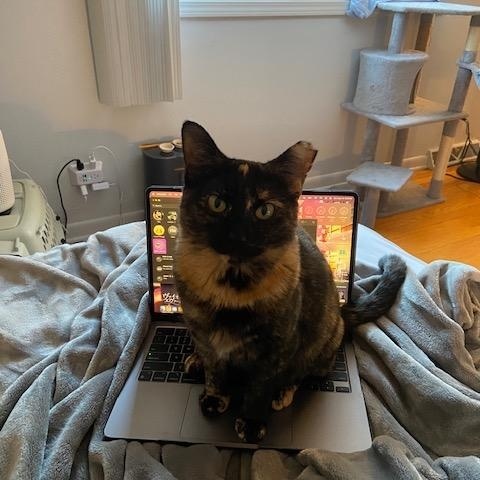 Enlarge Cami, a ADOPTABLE Tortoiseshell in La Grange Park, IL image 2/3