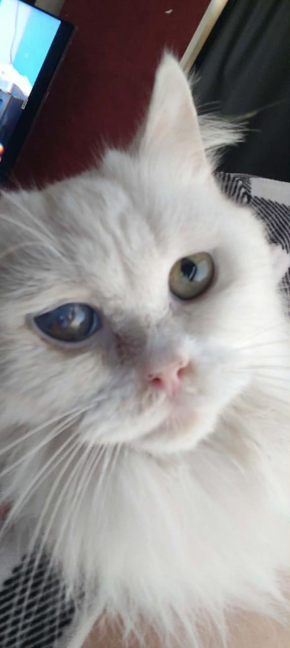 Whity- 1 blur eye, a ADOPTABLE mixed breed in Brampton, ON image 2/4