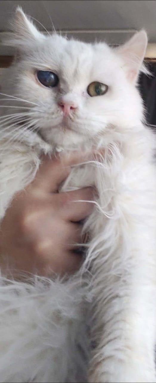 Whity- 1 blur eye, a ADOPTABLE mixed breed in Brampton, ON image 4/4