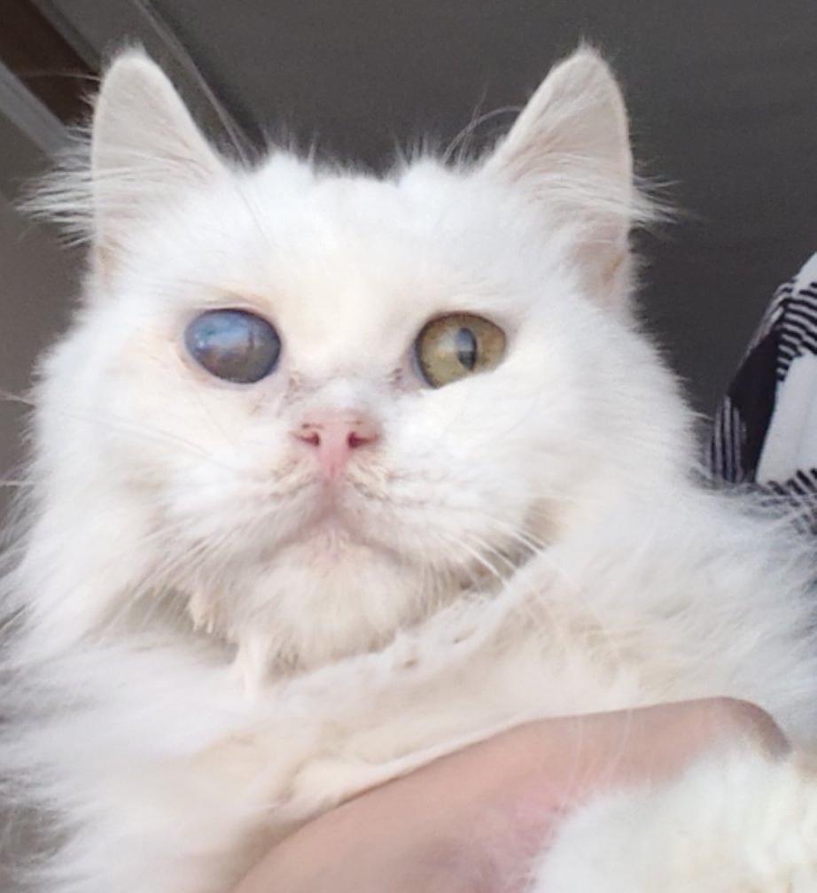 Whity- 1 blur eye, a ADOPTABLE mixed breed in Brampton, ON image 1/4