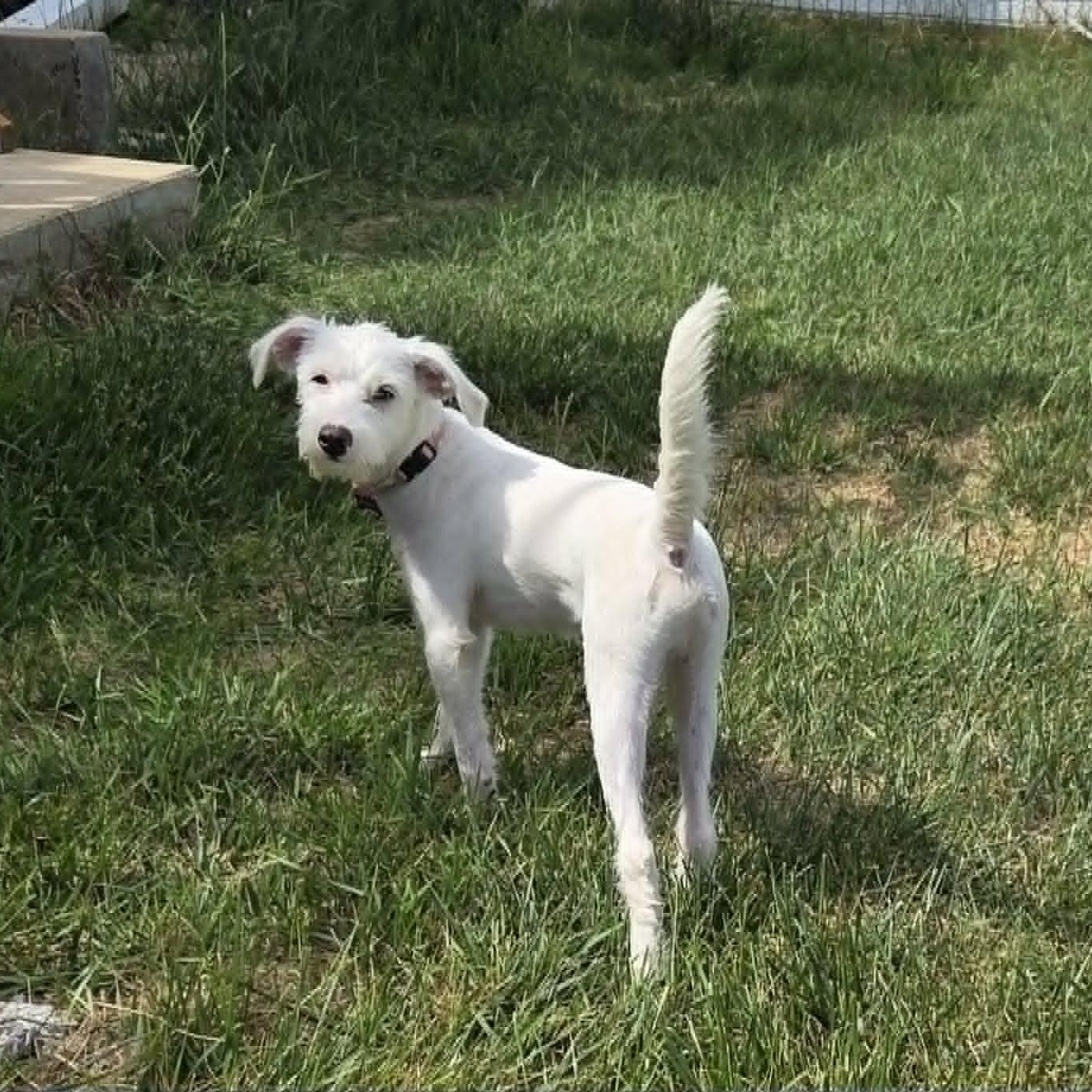 FINN (fka FEN), a ADOPTABLE mixed breed in Loveland, CO image 5/6