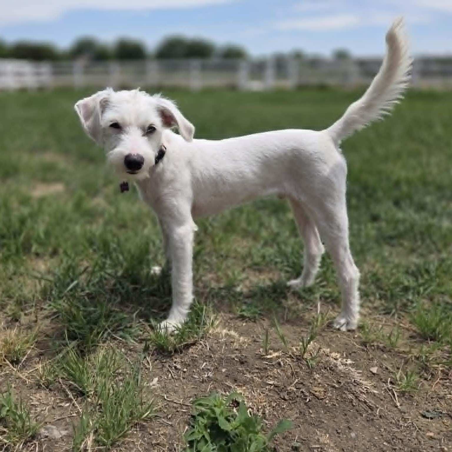 FINN (fka FEN), ADOPTABLE, Puppy Male Terrier.