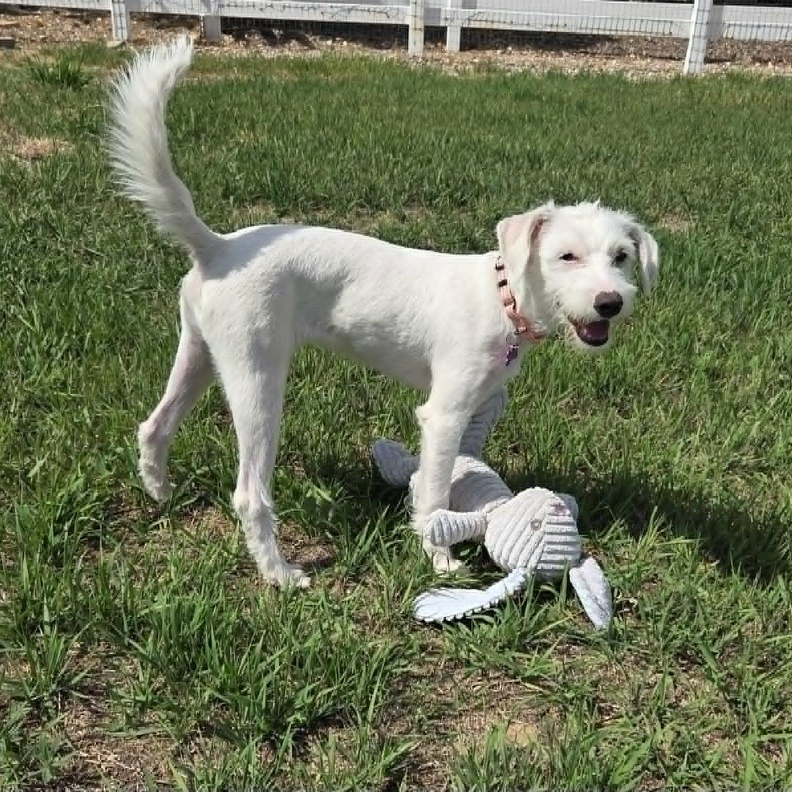 FINN (fka FEN), a ADOPTABLE mixed breed in Loveland, CO image 6/6