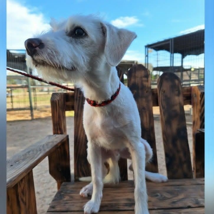 FINN (fka FEN), a ADOPTABLE mixed breed in Loveland, CO image 4/6