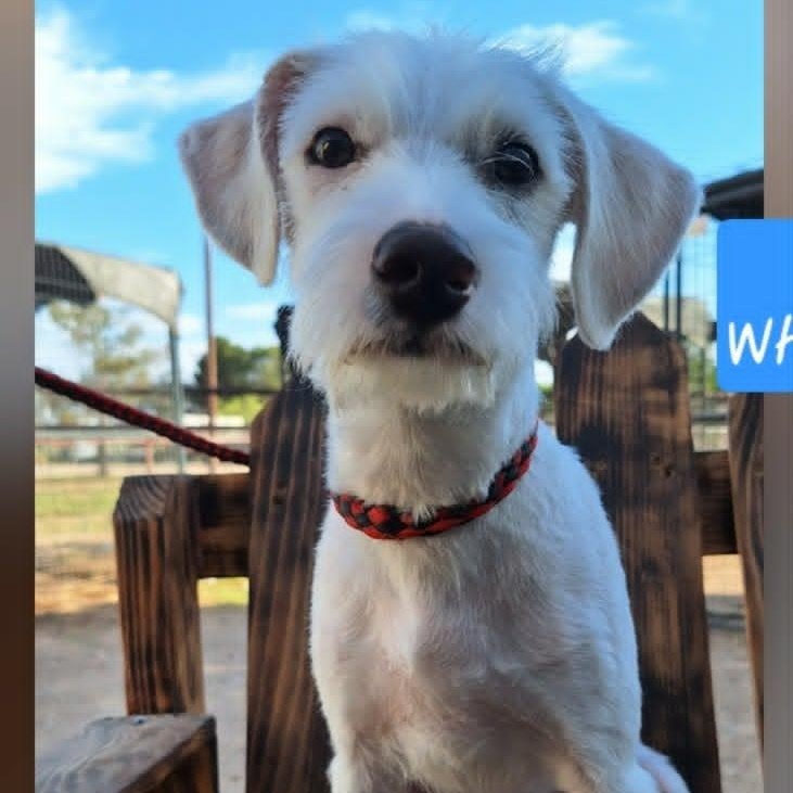 FINN (fka FEN), a ADOPTABLE mixed breed in Loveland, CO image 3/6