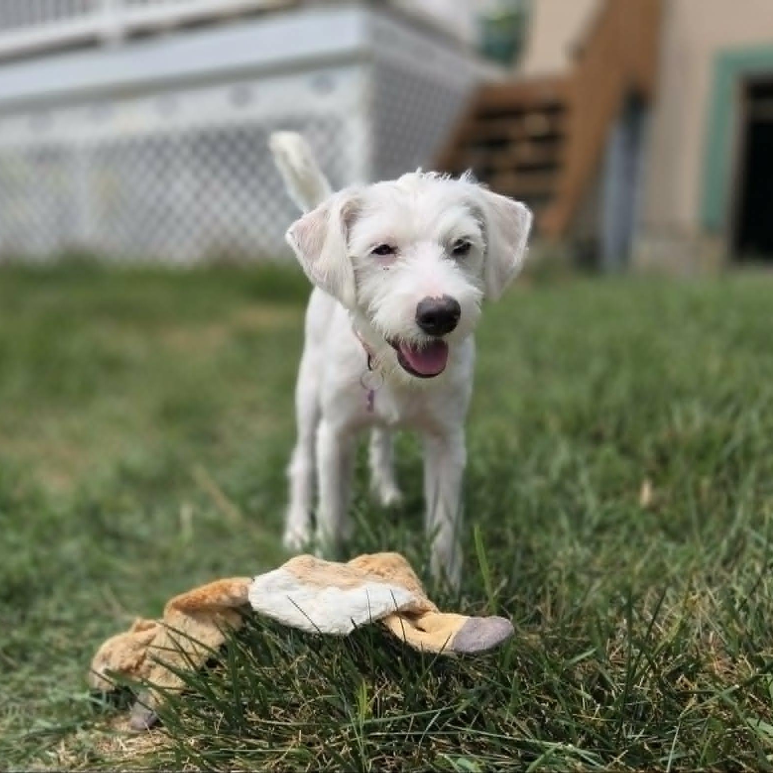 FINN (fka FEN), a ADOPTABLE mixed breed in Loveland, CO image 2/6