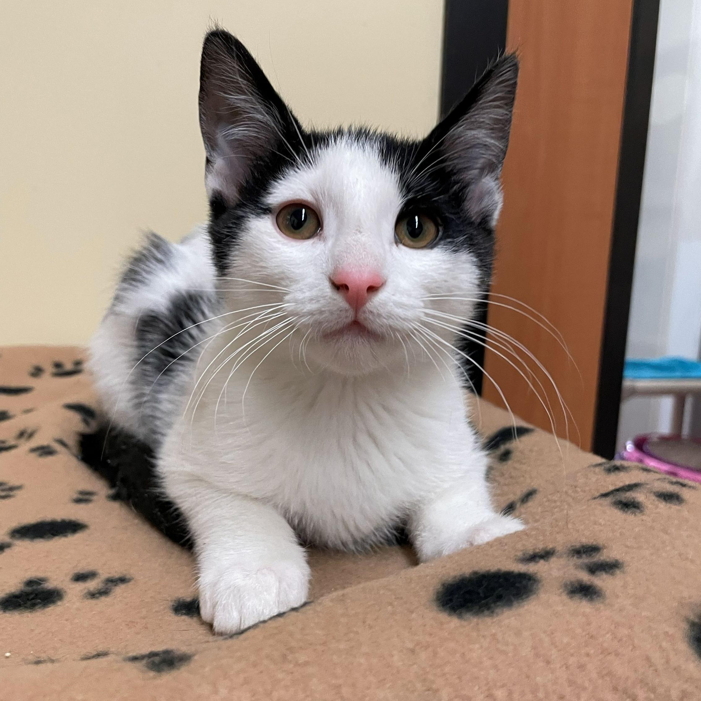 Willy, adopted, Kitten Male Domestic Short Hair.