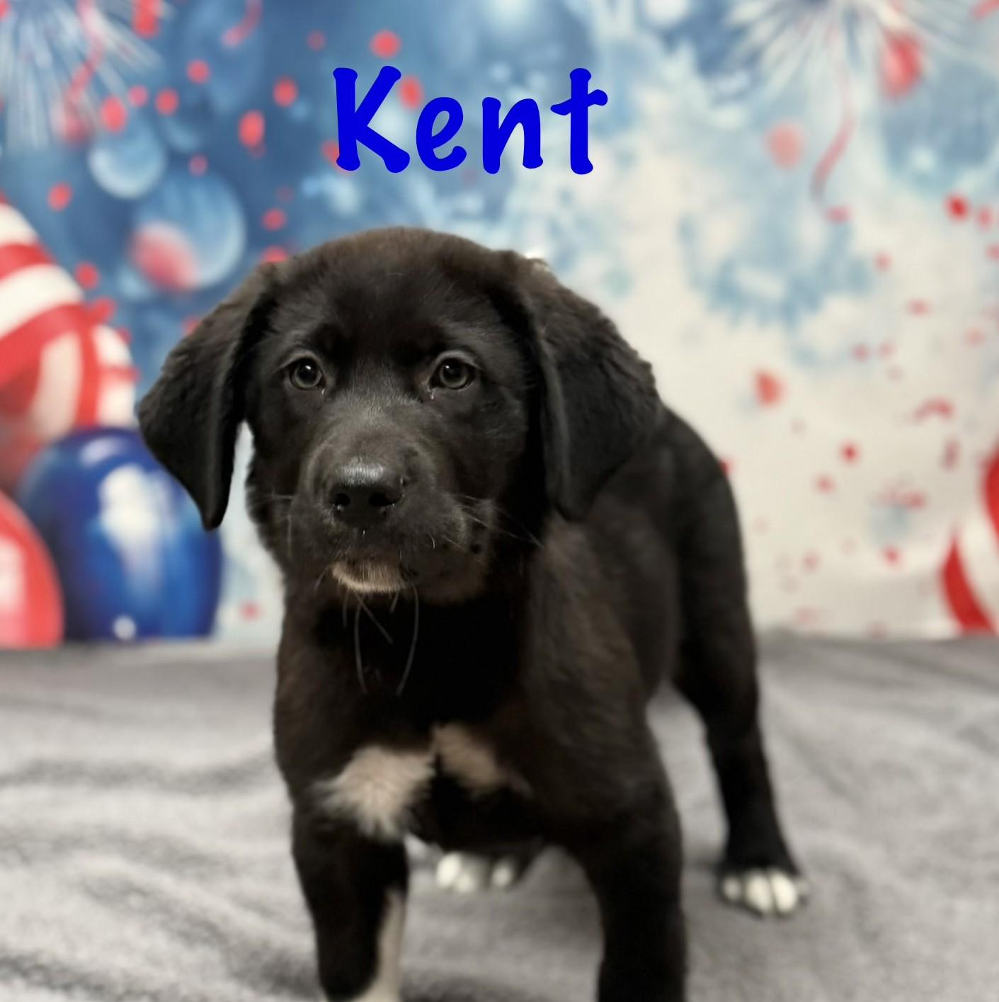 Kent, adopted, Puppy Male Labrador Retriever.