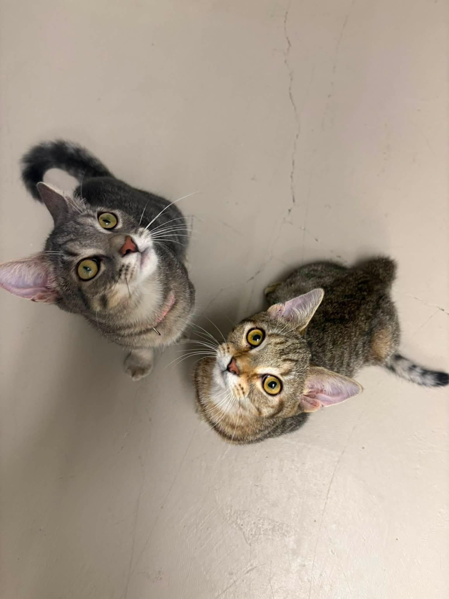Patch and Snap, ADOPTABLE, Kitten Male Domestic Short Hair.