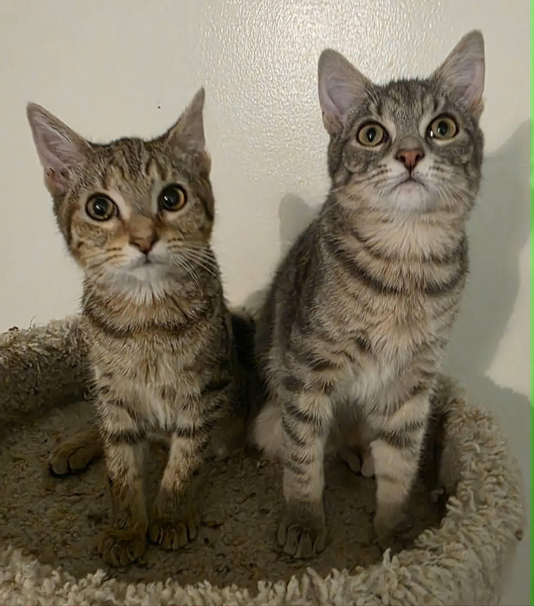 Enlarge Patch and Snap, a ADOPTABLE Domestic Short Hair in Rochester, NY image 2/2