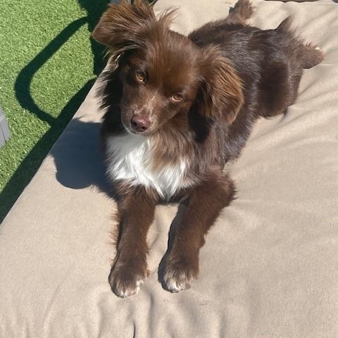Remi, an adopted Australian Shepherd in Marble Falls, TX image 2/2