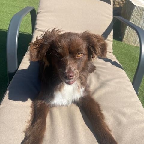 Remi, adopted, Young Female Australian Shepherd.