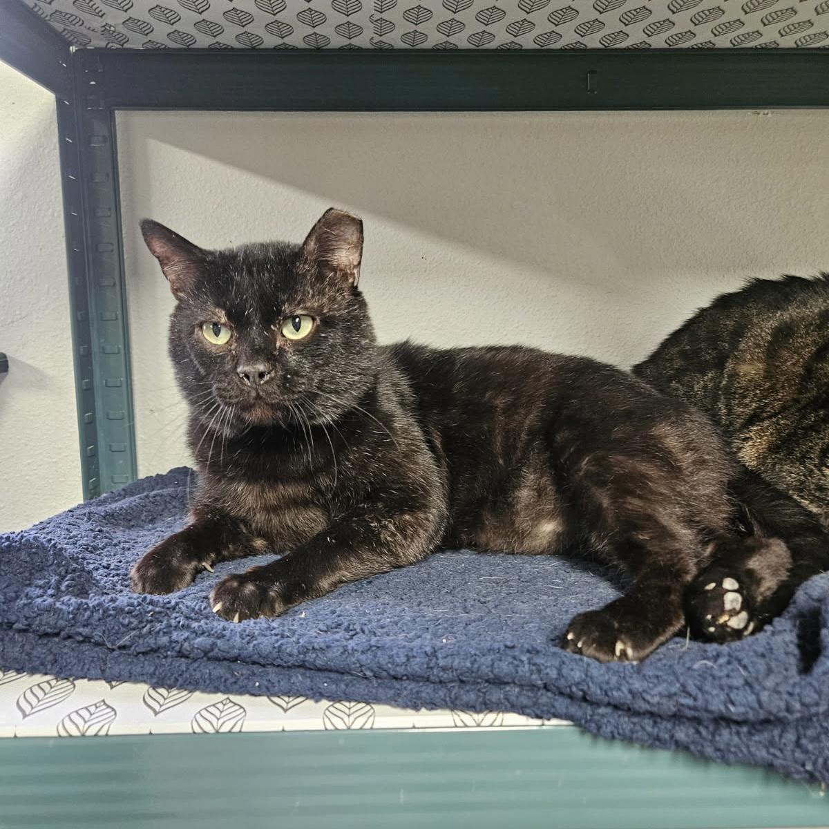 Enlarge Big Mike, a ADOPTABLE Domestic Short Hair in Bentonville, AR image 1/1