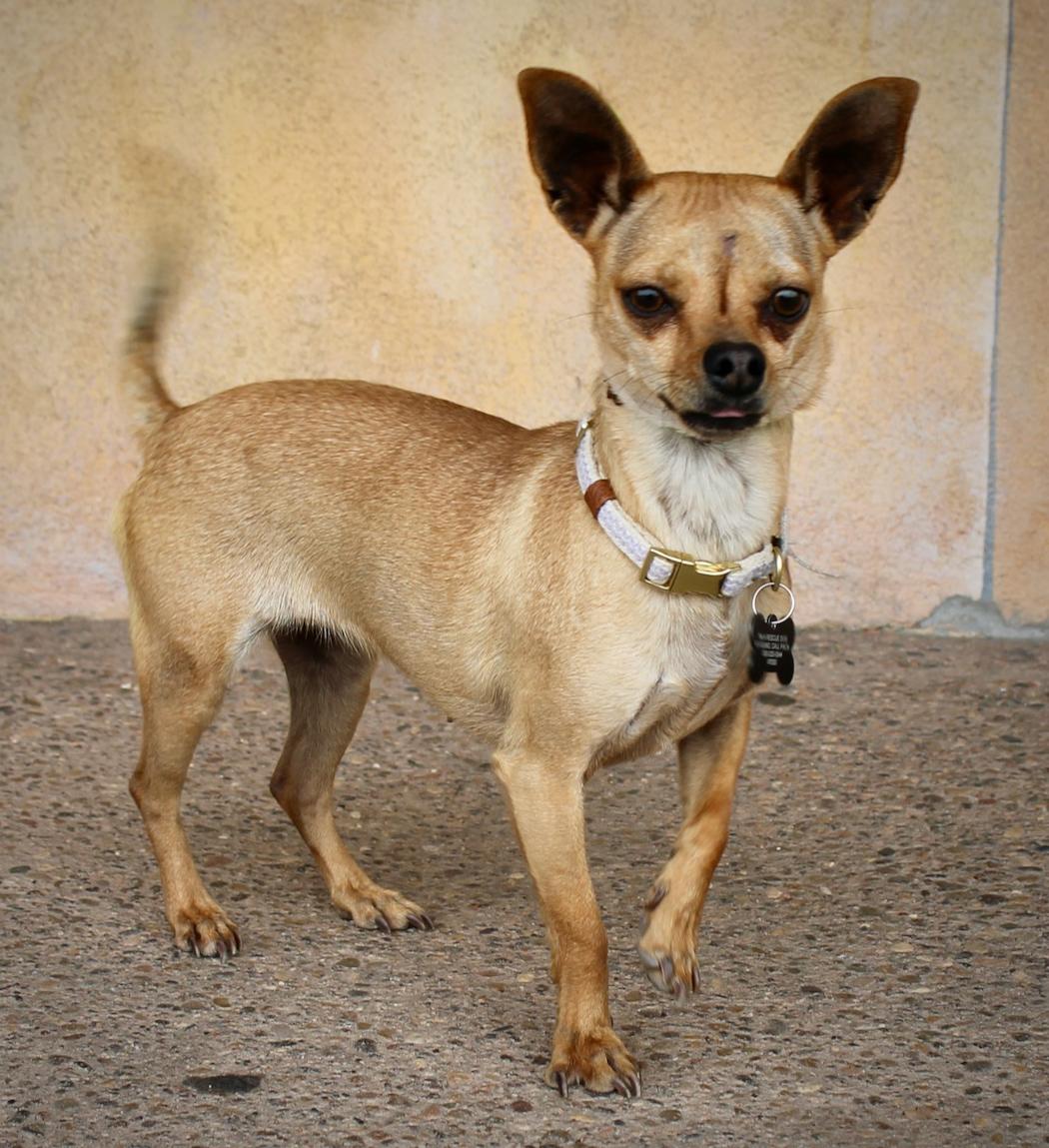 Bubblea, ADOPTABLE, Adult Female Chihuahua.