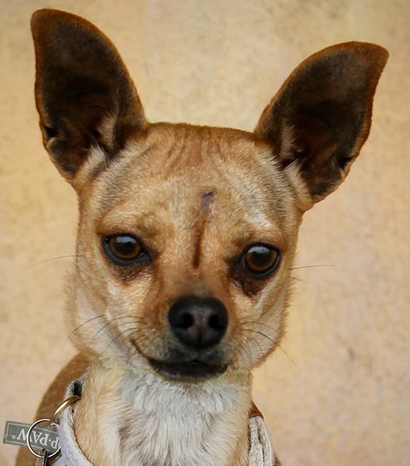Enlarge Bubblea, a ADOPTABLE Chihuahua in Albuquerque, NM image 3/3