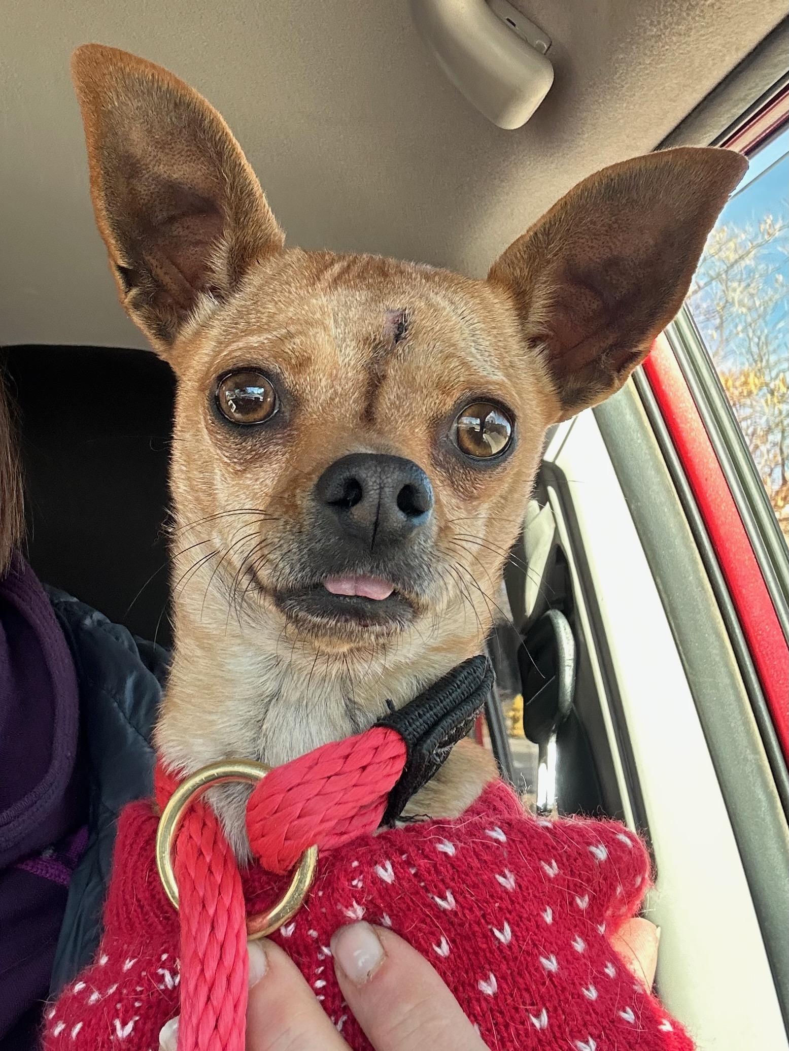 Enlarge Bubblea, a ADOPTABLE Chihuahua in Albuquerque, NM image 2/3